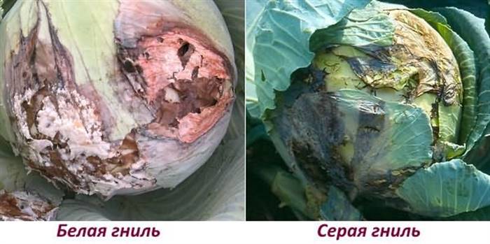 Сіра і біла гнилі