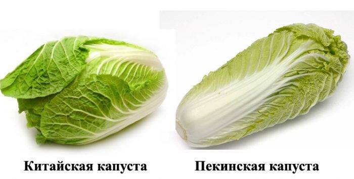 Китайська капуста